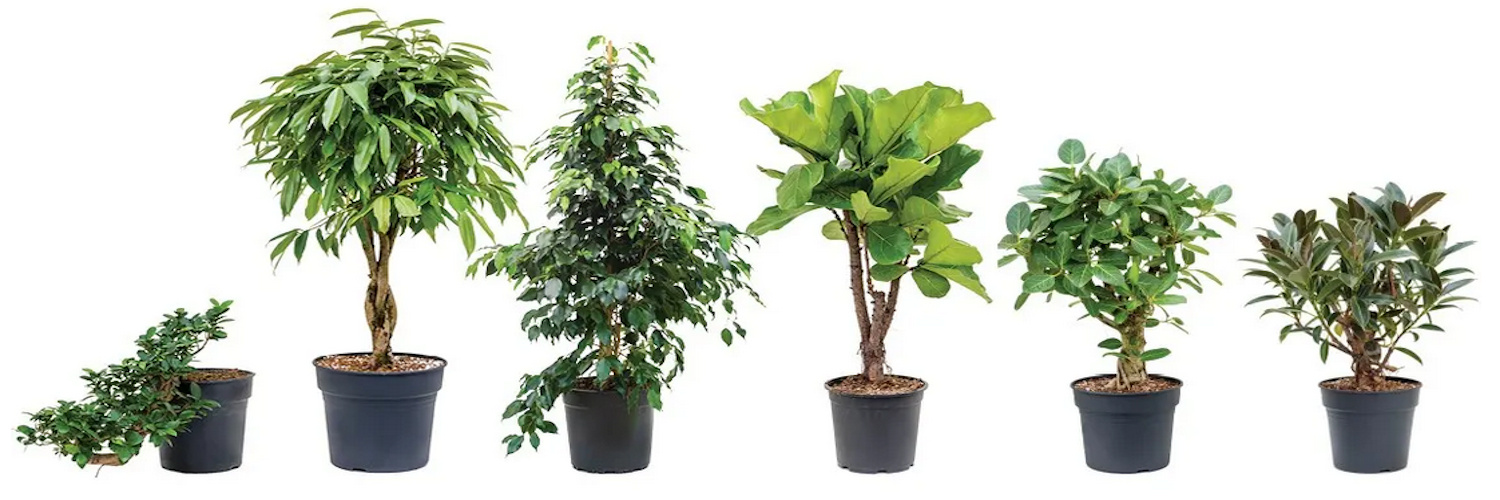 A selection of Ficus