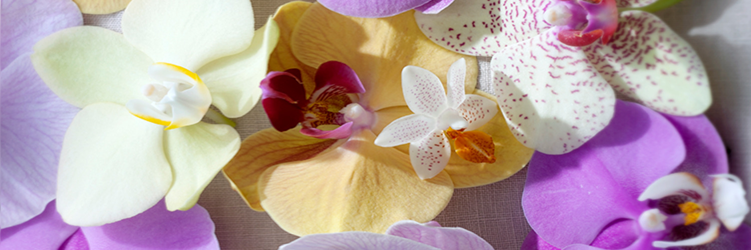 Phalaenopsis Orchid flowers Photo of a Phalaenopsis Orchid flowers