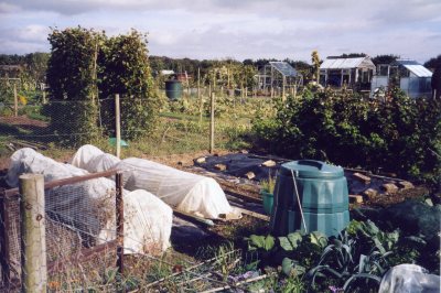 Photo of Margaret's allotments