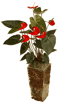 Anthurium andraenum.