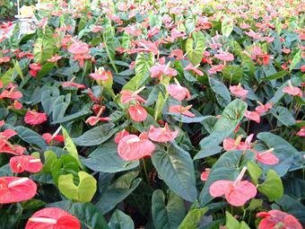 Anthurium.
