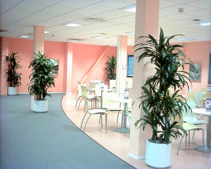 Dracaena 'Janet Craig'.