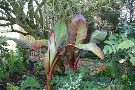 Ensete tandarra