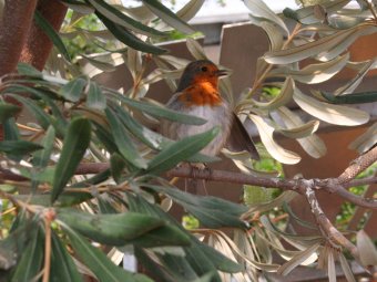 One of the many Robins living at Eden...