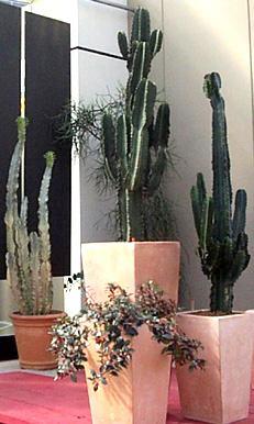 Euphorbia...