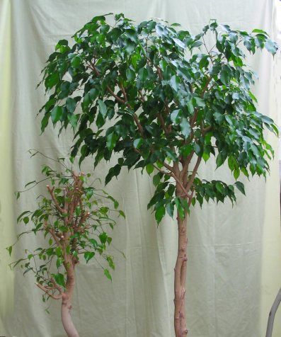 Ficus on left regrown for 8 weeks, Ficus on right regrown for 8 months...