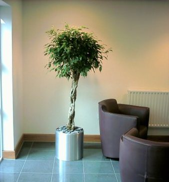 Ficus benjamina with a plaited stem.