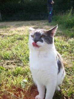Gandalf (Autumn 2008)...