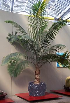 Photo of Ravenea palm