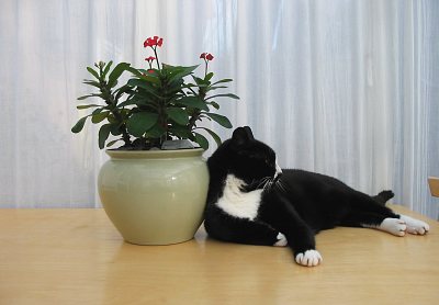 Euphorbia milii and Wilbury...