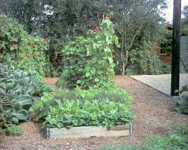 Runner beans...