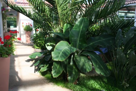 Musa dwarf Cavendish