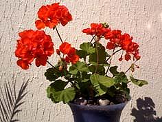 Pelargonium