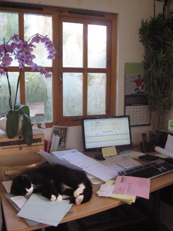 Iggy being helpful... Photo of Iggy being helpful...