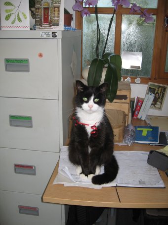 Iggy the office cat. Photo of Iggy the office cat.