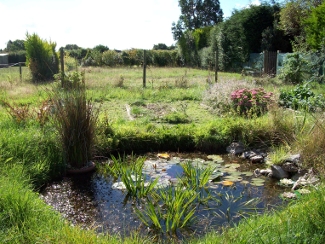 This should be full of wild flowers again soon (March 2009)..