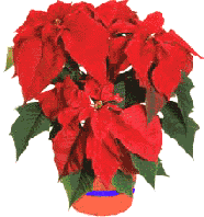Poinsettia.