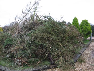 Pile of trees ready for grinding.