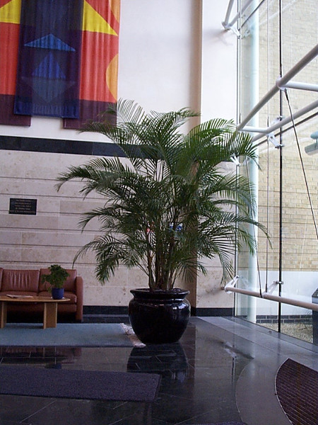 A large Areca palm. A large Areca palm.