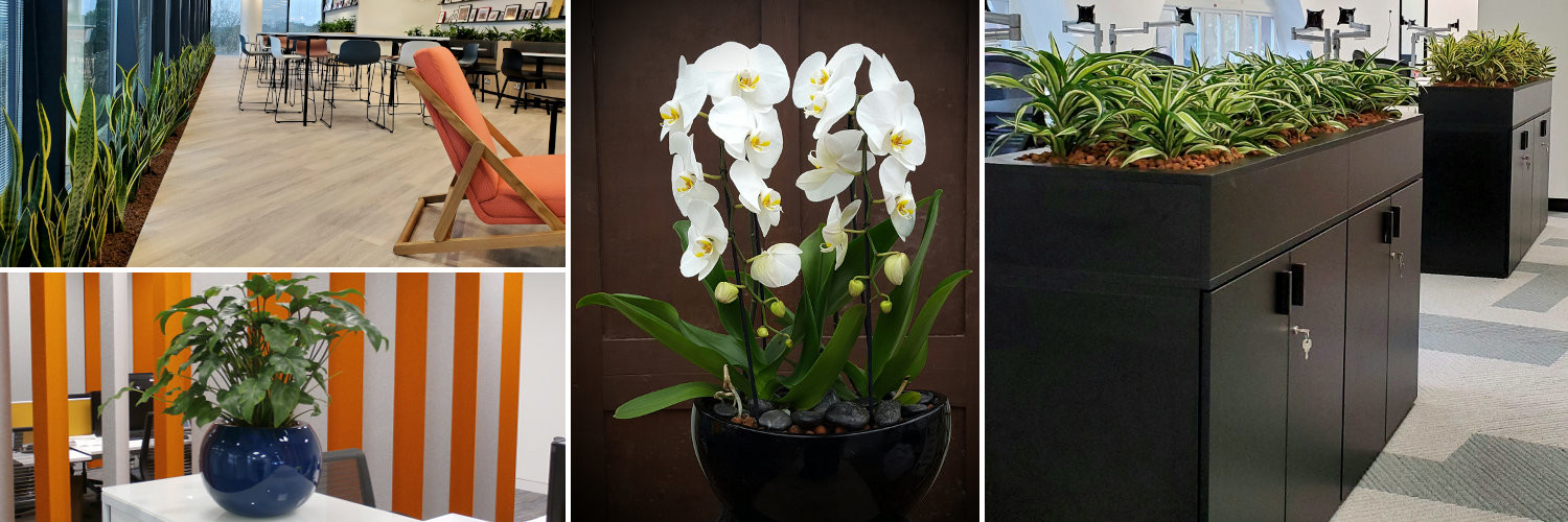 Decorfolia - office plants | office orchids | interior landscaping