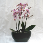 03 Double Orchid Display