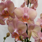 04 Orchids