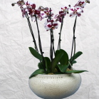 05 Triple Orchid Display