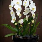 08 Orchids in Ovation vase