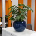02 Blue Sphere plant pot with a Philodendron