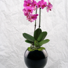 01 Single Orchid Display