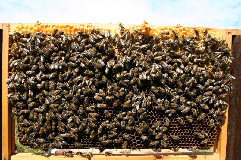 A picture of natural comb covered with bees.